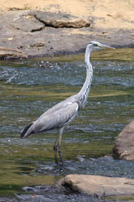 Blauwe Reiger